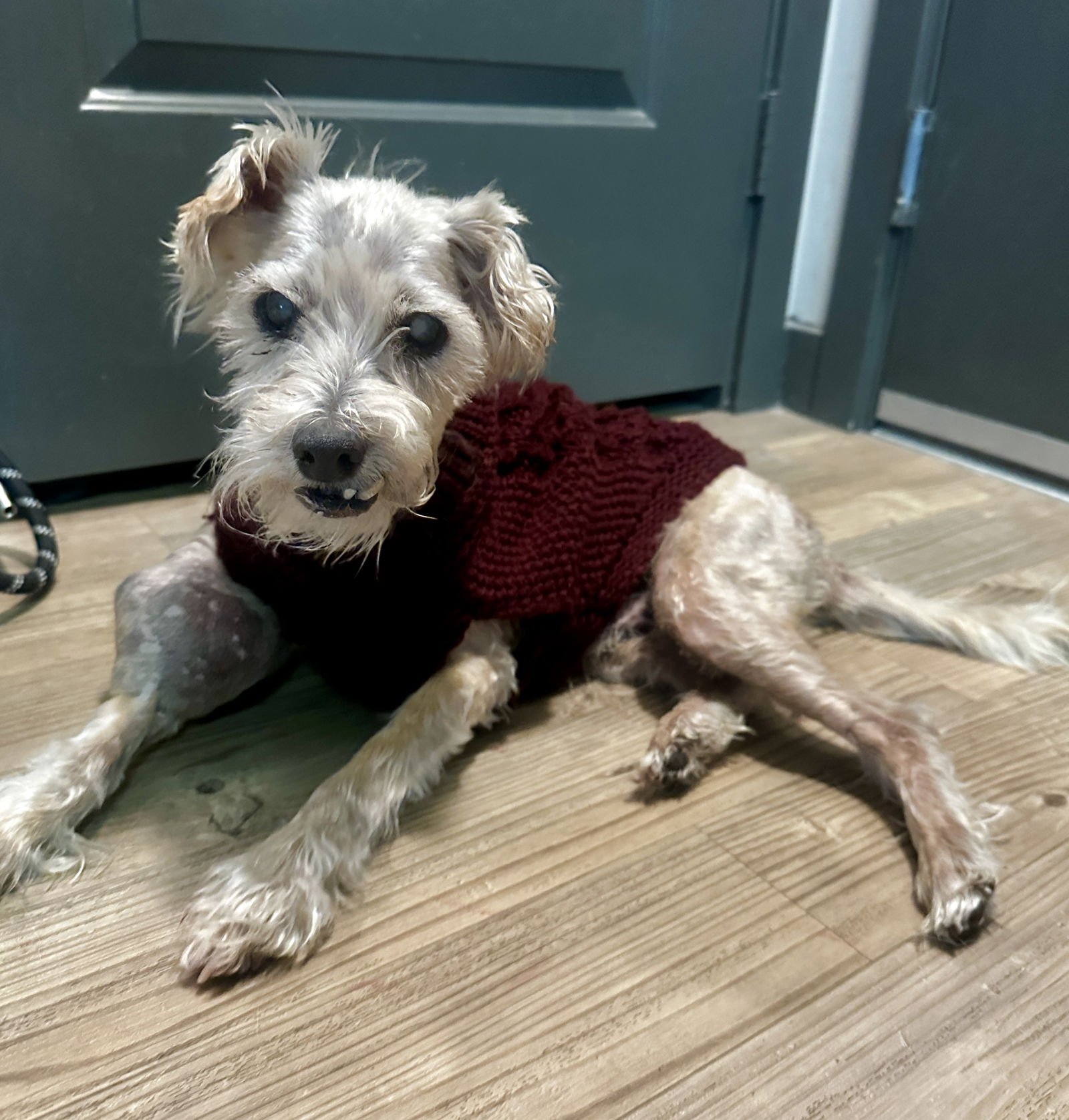 GIMPY - Poodle (Miniature) available for adoption