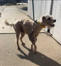 Gimpy - Photo 4