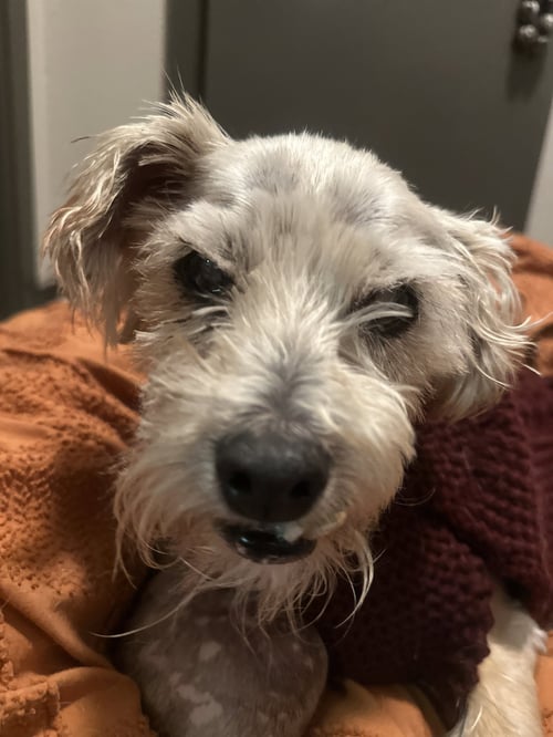 GIMPY - Poodle (Miniature) available for adoption