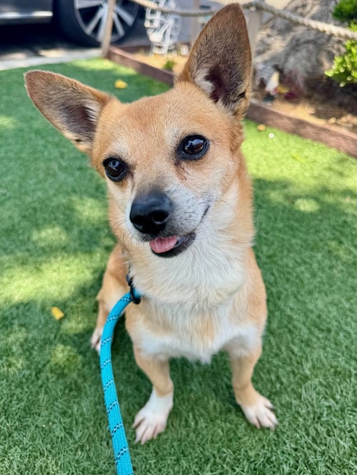 BILLY BOB - Chihuahua available for adoption