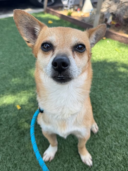 BILLY BOB - Chihuahua available for adoption