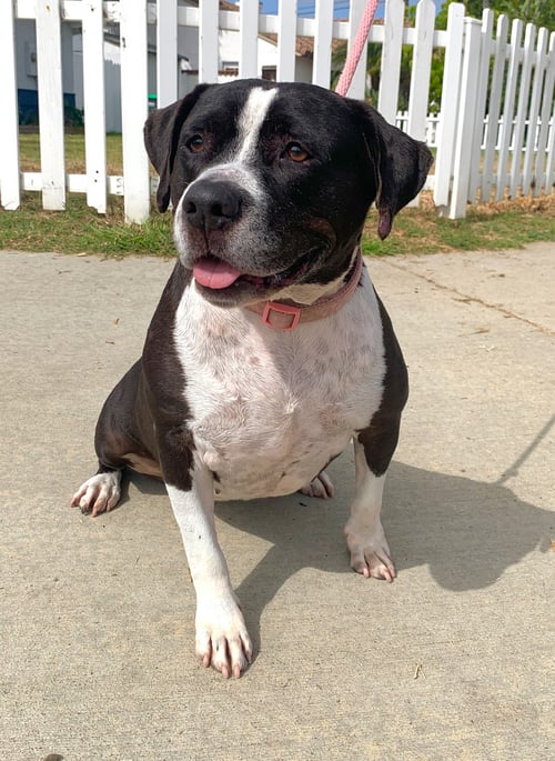 DAISY *COURTESY POST-TC * - Pit Bull Terrier available for adoption