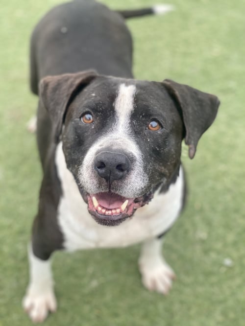 DAISY *COURTESY POST-TC * - Pit Bull Terrier available for adoption