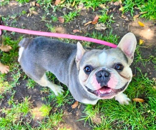 GILLIGAN - French Bulldog available for adoption