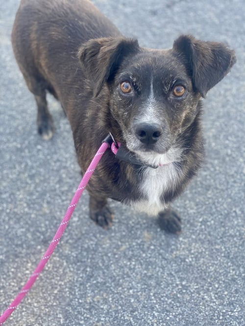 VEGAS - Dachshund / Spaniel available for adoption