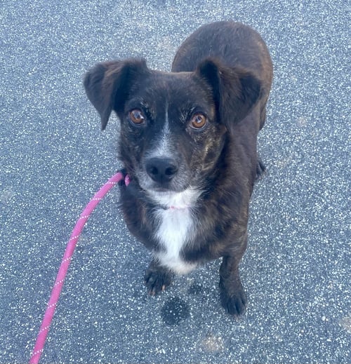 VEGAS - Dachshund / Spaniel available for adoption