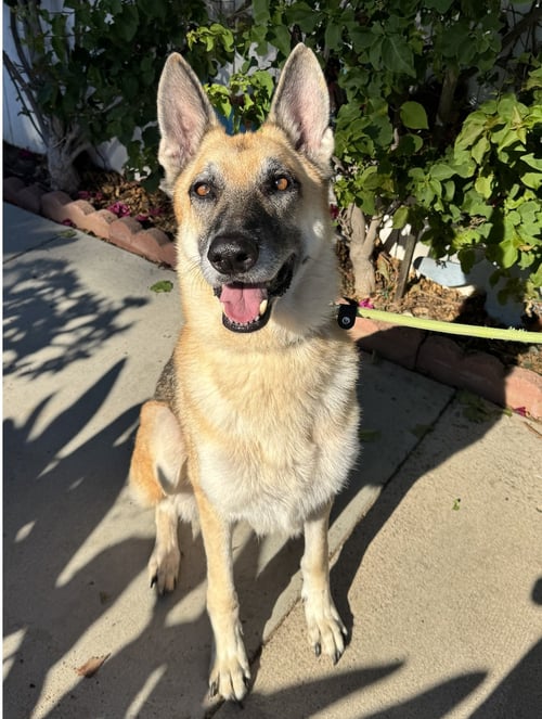 STEVIE - German Shepherd Dog available for adoption