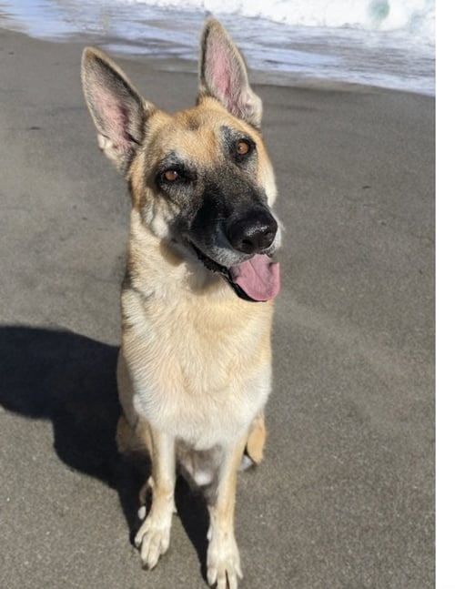 STEVIE - German Shepherd Dog available for adoption