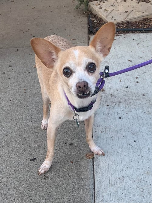 BRAVO *COURTESY POST* - Chihuahua available for adoption