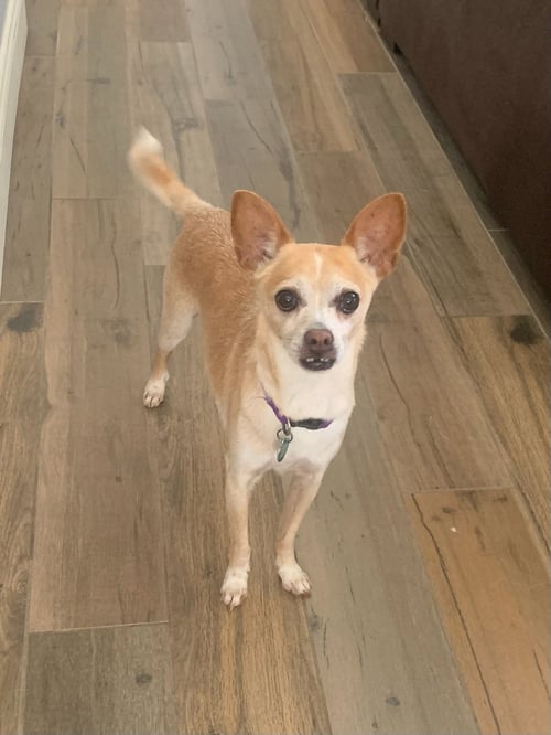 BRAVO *COURTESY POST* - Chihuahua available for adoption