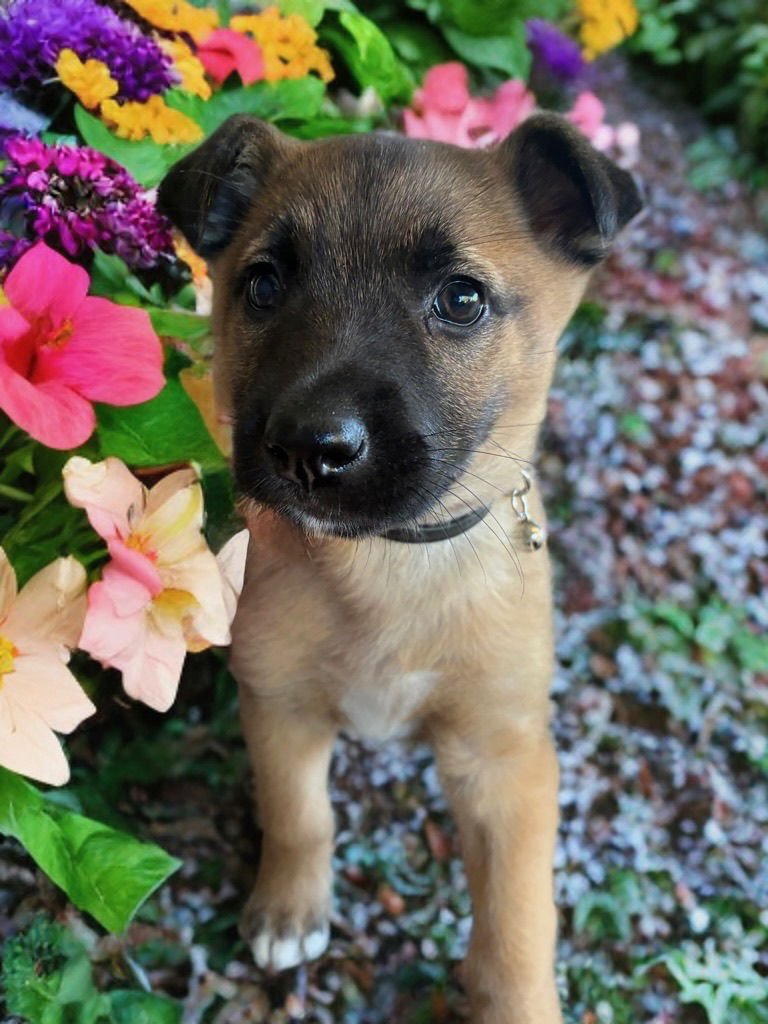 GIDGET - Shepherd available for adoption