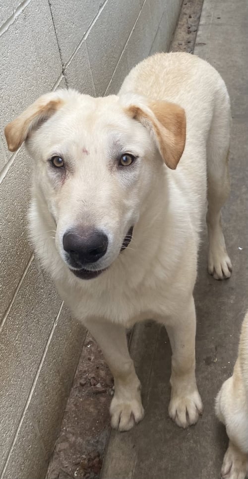 LADDIE - Labrador Retriever available for adoption