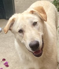 Laddie - Photo 2