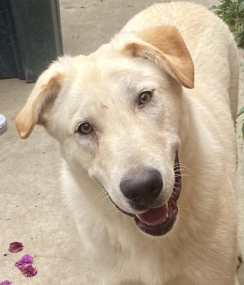 LADDIE - Labrador Retriever available for adoption