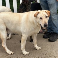 Laddie - Photo 4
