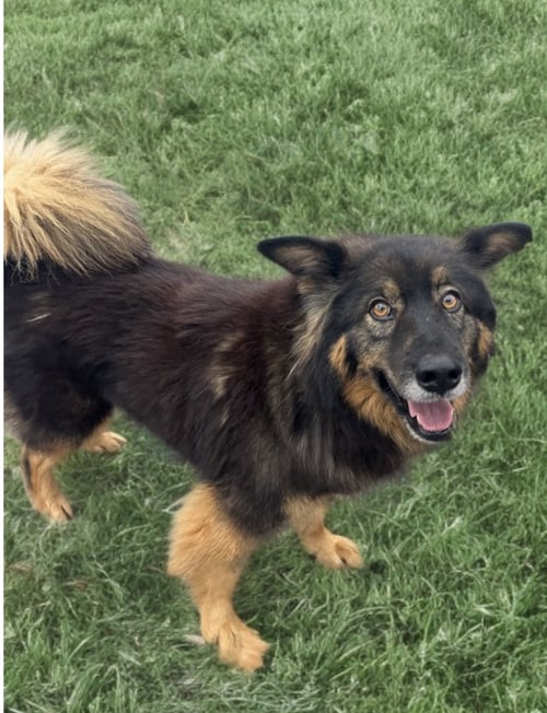 MARTIN - Shetland Sheepdog Sheltie / Australian Shepherd available for adoption