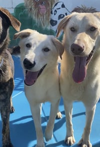Bella Lab - Photo 4