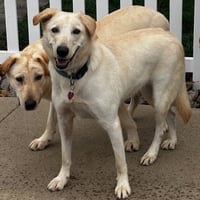 Bella Lab - Photo 3
