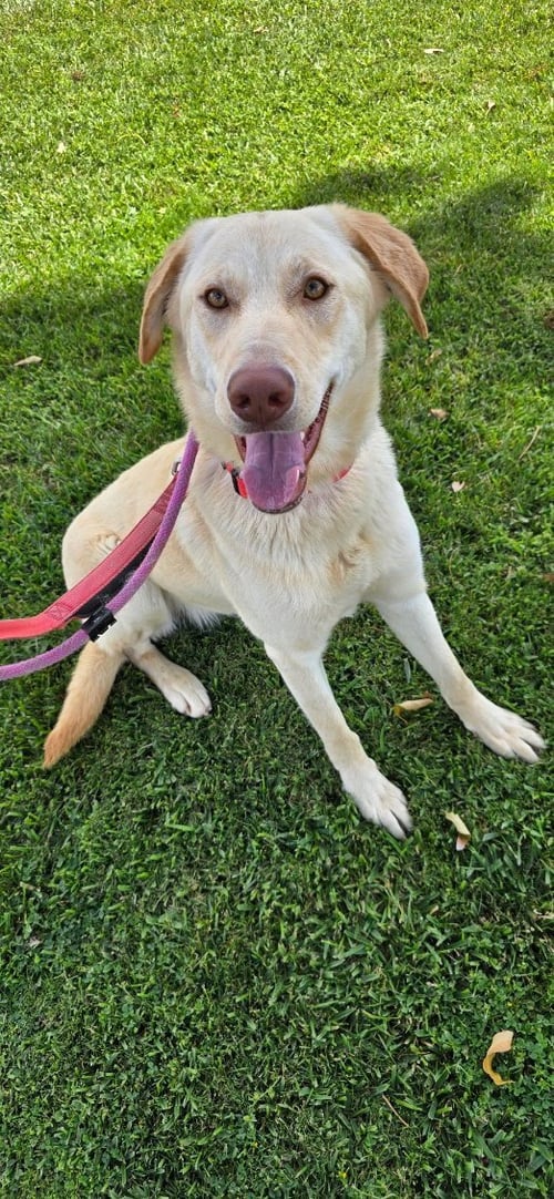 BELLA LAB - Labrador Retriever available for adoption