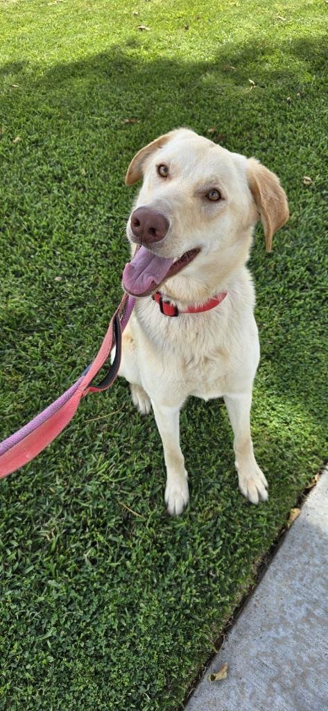 BELLA LAB - Labrador Retriever available for adoption
