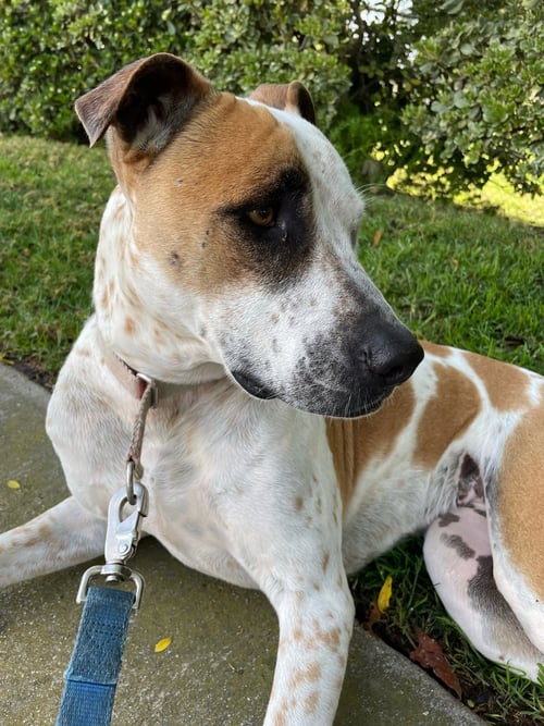 LADY - Cattle Dog / Pit Bull Terrier available for adoption