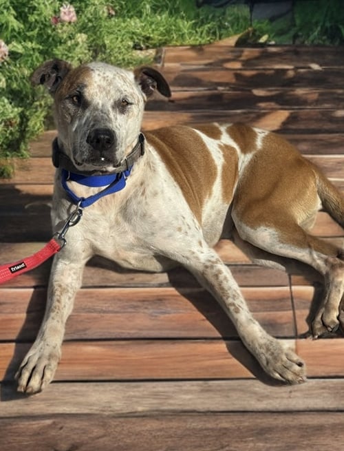 LADY - Cattle Dog / Pit Bull Terrier available for adoption