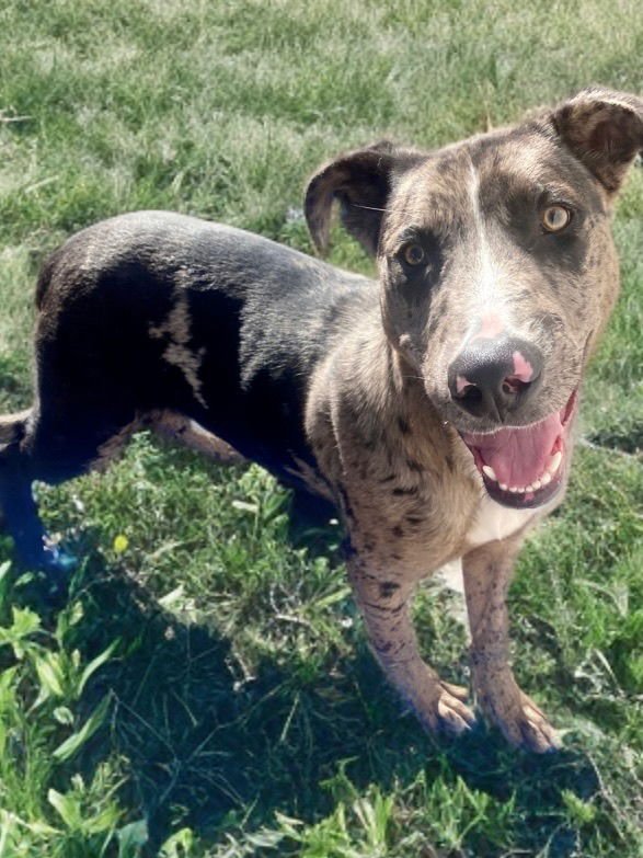 SULLY - Catahoula Leopard Dog available for adoption