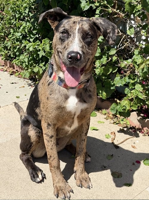 SULLY -COURTESY - Catahoula Leopard Dog available for adoption