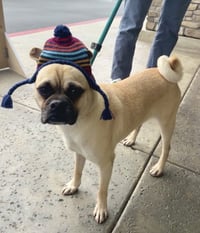 Jack - Photo 4