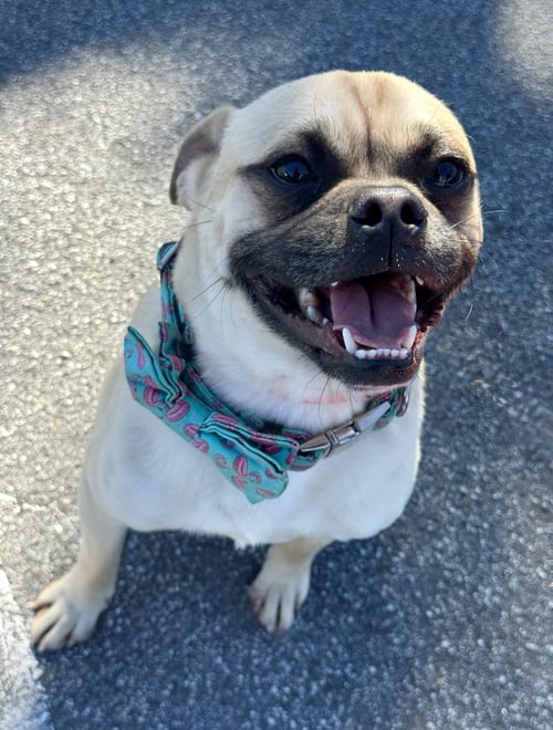 JACK - Pug available for adoption