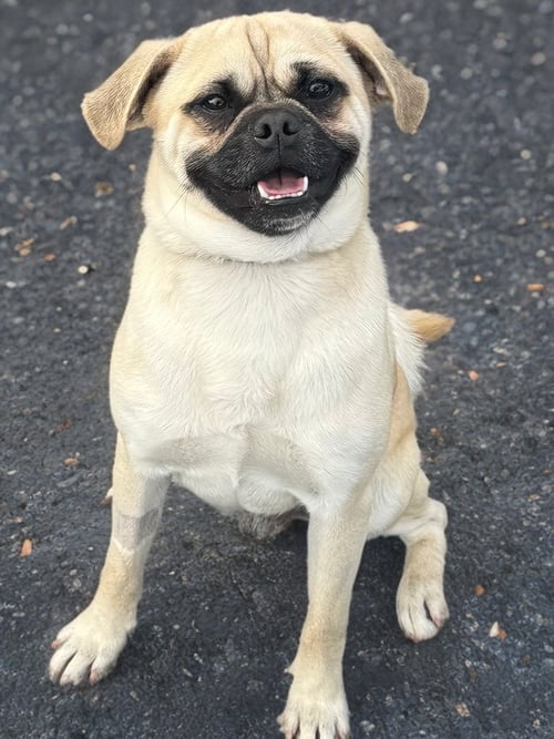 JACK - Pug available for adoption
