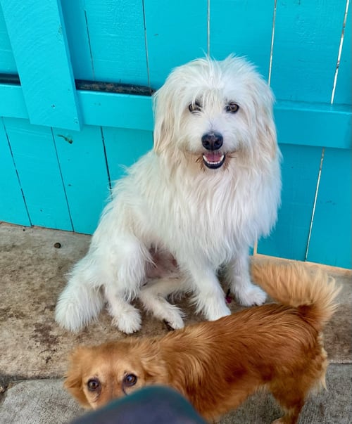 BONES - Tibetan Terrier available for adoption