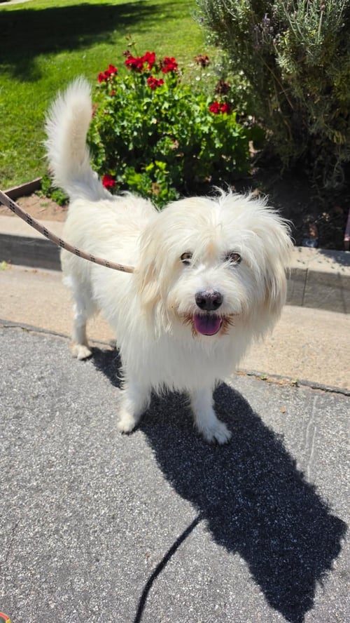 BONES - Tibetan Terrier available for adoption