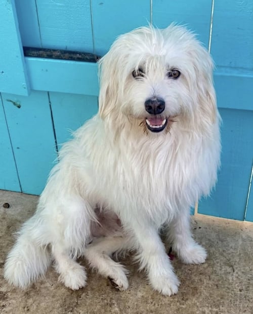 BONES - Tibetan Terrier available for adoption
