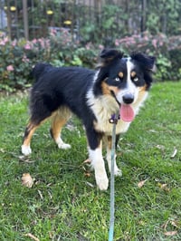 Kiki - Photo 2
