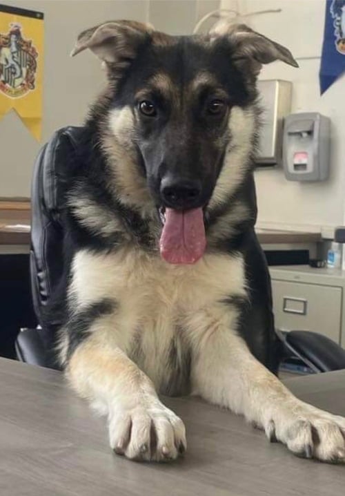 KAIA - Shepherd / German Shepherd Dog available for adoption
