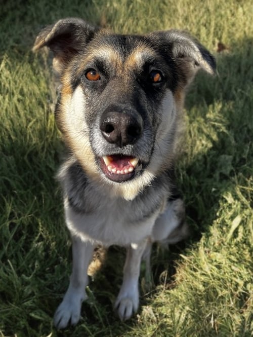 KAIA - Shepherd / German Shepherd Dog available for adoption