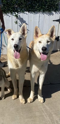 Cody & Comet - Photo 3