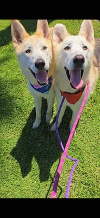 Cody & Comet - Photo 2