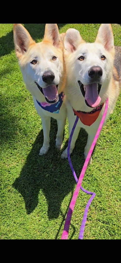 CODY & COMET - Husky / Shepherd available for adoption