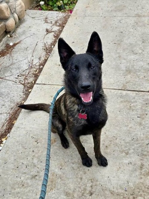 RIPLEY - Dutch Shepherd / Belgian Shepherd Malinois available for adoption