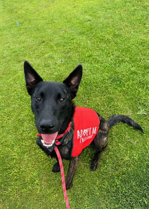 RIPLEY - Dutch Shepherd / Belgian Shepherd Malinois available for adoption