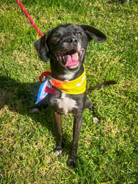 Scamp - Photo 3