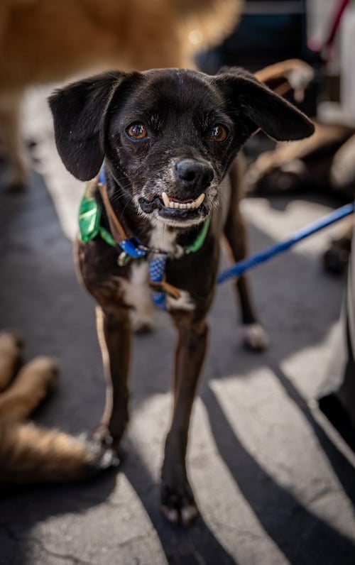 SCAMP - Pug / Beagle available for adoption