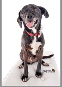 Scamp - Photo 1