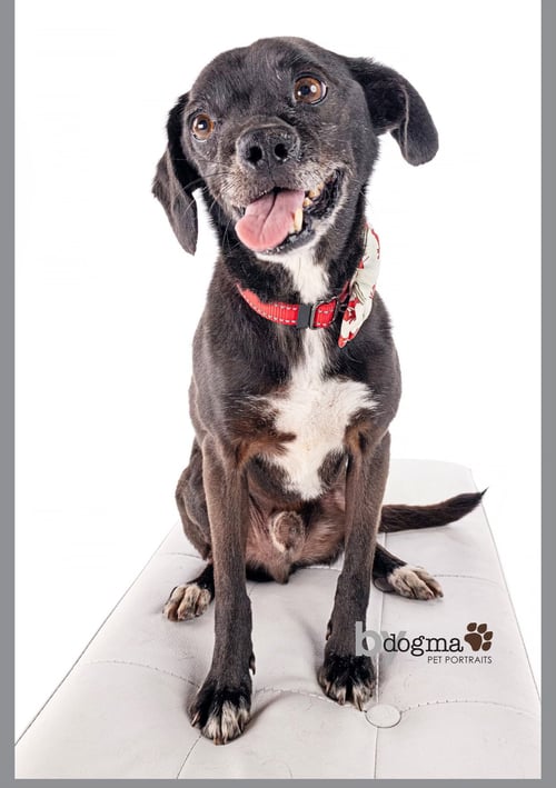 SCAMP - Pug / Beagle available for adoption