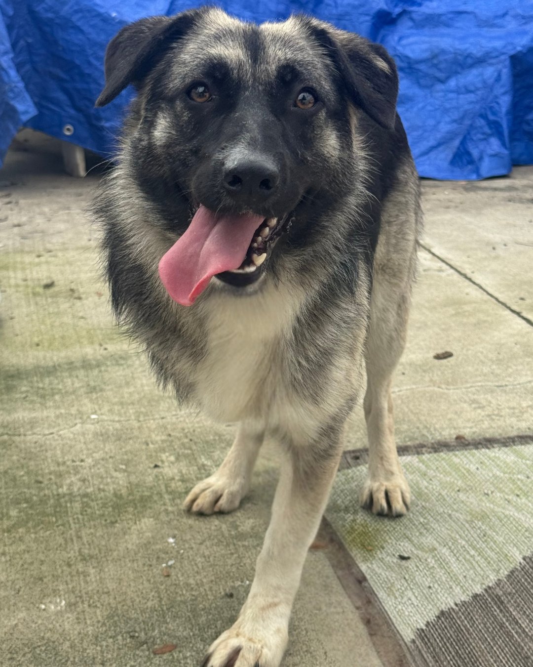 MACY (TRIPOD) - Shepherd available for adoption