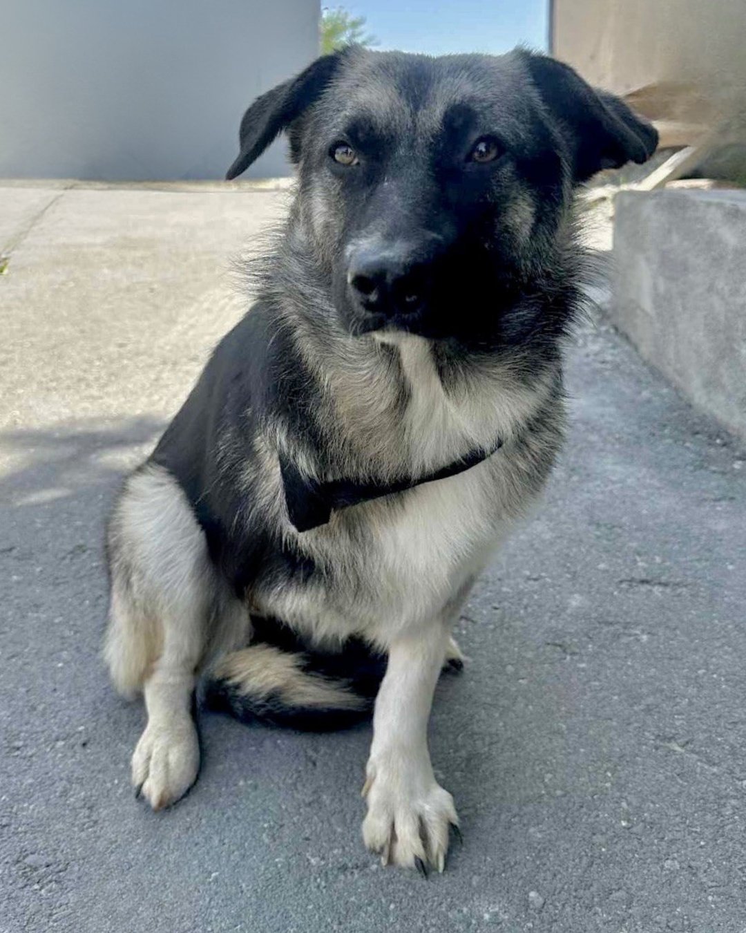 MACY (TRIPOD) - Shepherd available for adoption