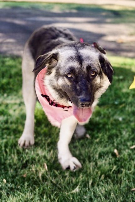 MACY (TRIPOD) - Shepherd available for adoption