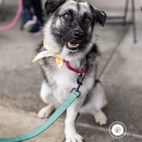 Macy (tripod) - Photo 4
